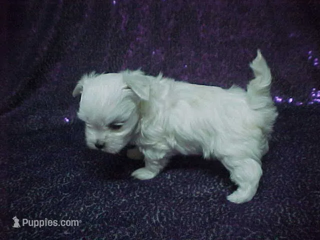 JACKIE – Maltese puppy for sale in Arlington, WA