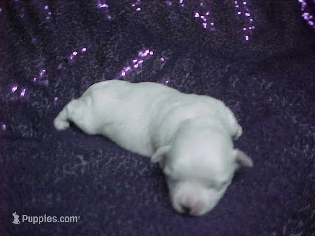 JAZMIN – Maltese puppy for sale in Arlington, WA