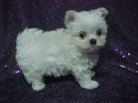 Princess, a female Maltese for sale in Arlington, WA – 2 of 8