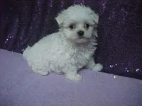 JACINDA , a female Maltese for sale in Arlington, WA – 4 of 9
