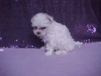 Justin, a male Maltese for sale in Arlington, WA – 5 of 10