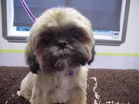 Kissy, a female Shih Tzu for sale in Arlington, WA – 5 of 6