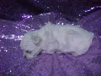Piper, a female Maltese for sale in Arlington, WA – 2 of 5