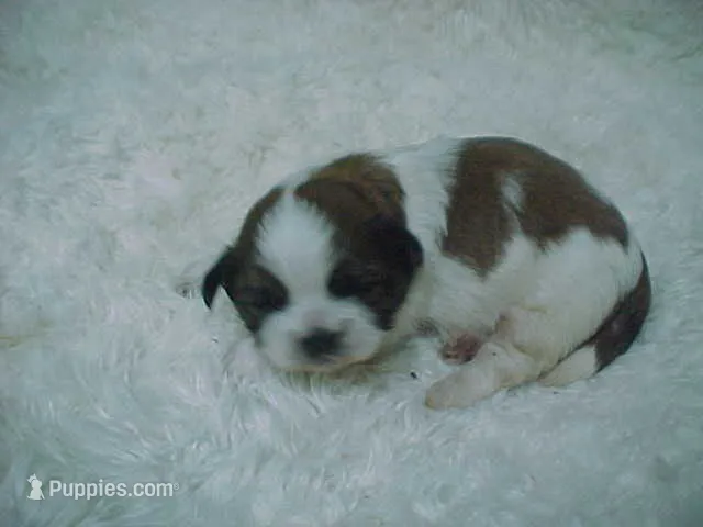 FRANK – Shih Tzu puppy for sale in Arlington, WA