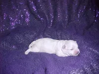 Justin, a male Maltese for sale in Arlington, WA – 4 of 8