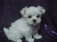 Patty, a female Maltese for sale in Arlington, WA – 7 of 9