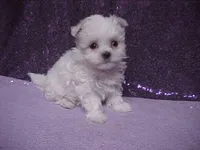 Justin, a male Maltese for sale in Arlington, WA – 7 of 10