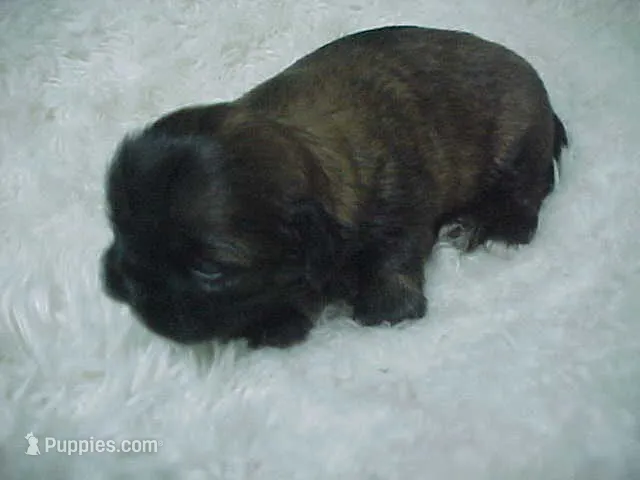 FIONA – Shih Tzu puppy for sale in Arlington, WA
