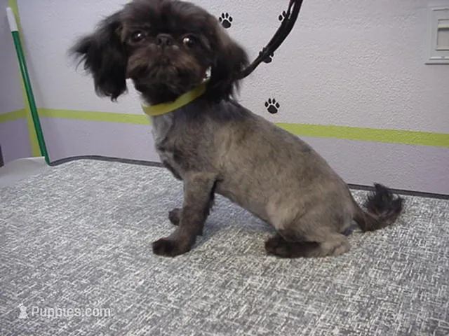 Kissy – Shih Tzu puppy for sale in Arlington, WA