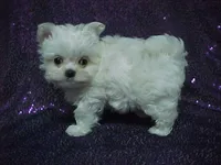 Princess, a female Maltese for sale in Arlington, WA – 1 of 8