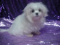 Parker, a male Maltese for sale in Arlington, WA – 5 of 5
