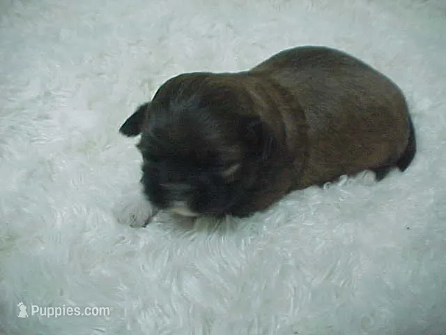 FLORENCE – Shih Tzu puppy for sale in Arlington, WA