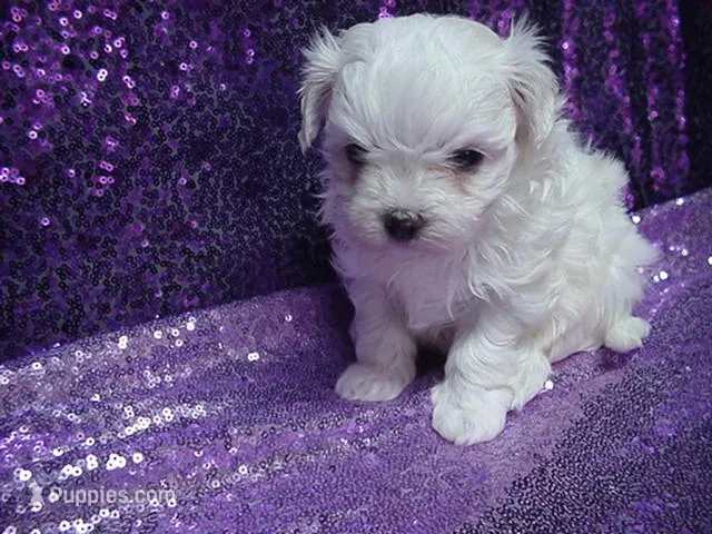 Mercy  – Maltese puppy on hold in Arlington, WA