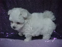 JACK, a male Maltese for sale in Arlington, WA – 7 of 9
