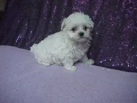 JACINDA , a female Maltese for sale in Arlington, WA – 6 of 9