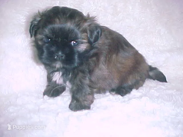 FLEUR – Shih Tzu puppy for sale in Arlington, WA
