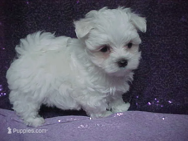 JACK – Maltese puppy for sale in Arlington, WA