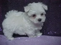 JACK, a male Maltese for sale in Arlington, WA – 1 of 9