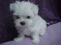 JAZMIN, a female Maltese for sale in Arlington, WA – 4 of 8
