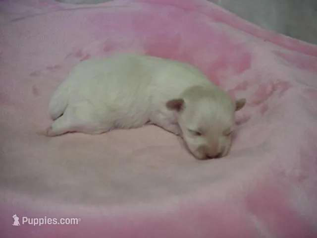 Mila – Maltese puppy for sale in Arlington, WA