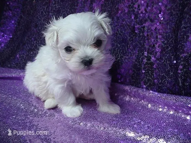 Mila – Maltese puppy for sale in Arlington, WA