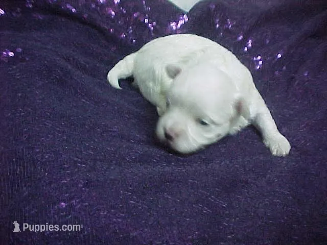 Mila – Maltese puppy for sale in Arlington, WA