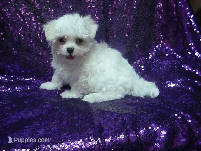 Marshal  – Maltese puppy for sale in Arlington, WA