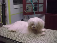 Patty, a female Maltese for sale in Arlington, WA – 3 of 3