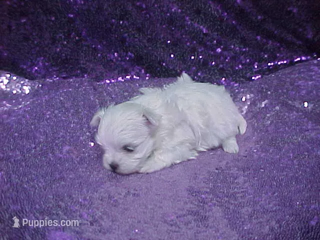 Piper – Maltese puppy for sale in Arlington, WA