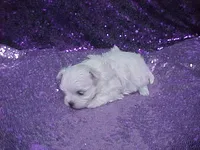 Piper, a female Maltese for sale in Arlington, WA – 1 of 5