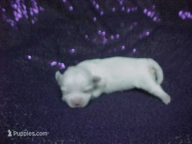 JADE – Maltese puppy for sale in Arlington, WA