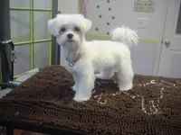 Parker, a male Maltese for sale in Arlington, WA – 4 of 5