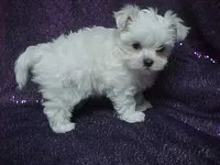 Patty, a female Maltese for sale in Arlington, WA – 4 of 9
