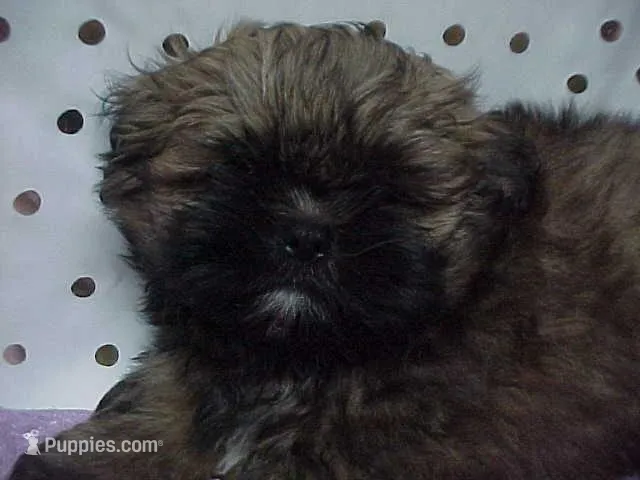 Chuck – Shih Tzu puppy for sale in Arlington, WA