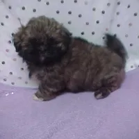 Chuck, a male Shih Tzu for sale in Arlington, WA – Photo 2 of 10