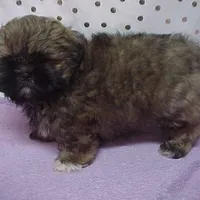 Chuck, a male Shih Tzu for sale in Arlington, WA – Photo 4 of 10