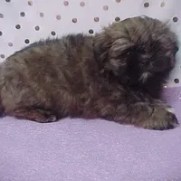 Chuck, a male Shih Tzu for sale in Arlington, WA – Photo 1 of 10