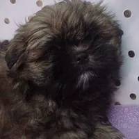 Chuck, a male Shih Tzu for sale in Arlington, WA – Photo 6 of 10