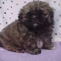 Chuck, a male Shih Tzu for sale in Arlington, WA – Photo 7 of 10