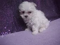 Justin, a male Maltese for sale in Arlington, WA – 2 of 10