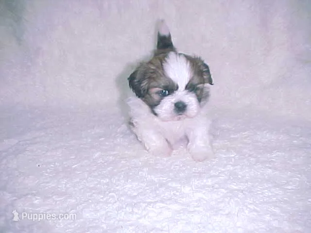FRANK – Shih Tzu puppy for sale in Arlington, WA