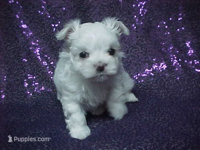 Patty – Maltese puppy for sale in Arlington, WA