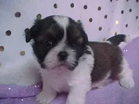 BAXTER, a male Shih Tzu for sale in Arlington, WA – Photo 4 of 10