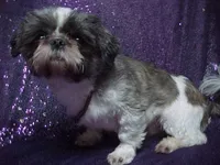 BAXTER, a male Shih Tzu for sale in Arlington, WA – Photo 10 of 10