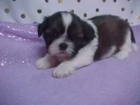 BAXTER, a male Shih Tzu for sale in Arlington, WA – Photo 5 of 10