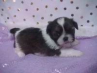 BAXTER, a male Shih Tzu for sale in Arlington, WA – Photo 3 of 10