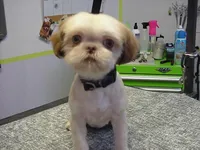 BAXTER, a male Shih Tzu for sale in Arlington, WA – Photo 9 of 10