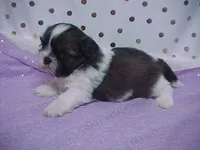 BAXTER, a male Shih Tzu for sale in Arlington, WA – Photo 8 of 10