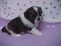 BAXTER, a male Shih Tzu for sale in Arlington, WA – Photo 1 of 10