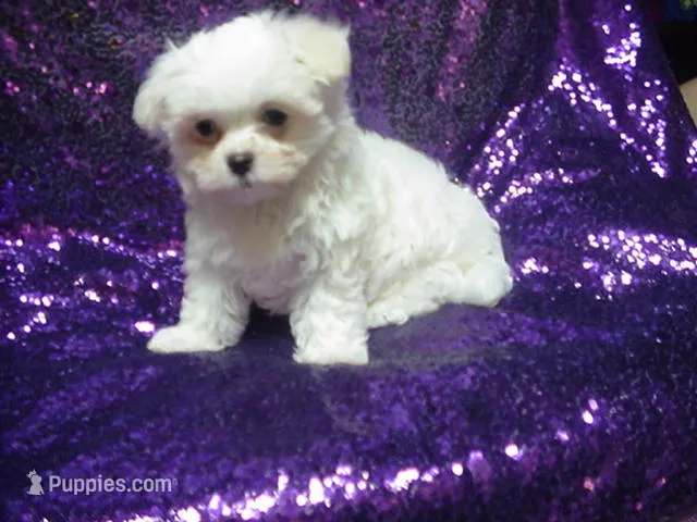 Misty – Maltese puppy on hold in Arlington, WA